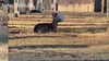 Mount Greenwood residents rally to help deer in distress