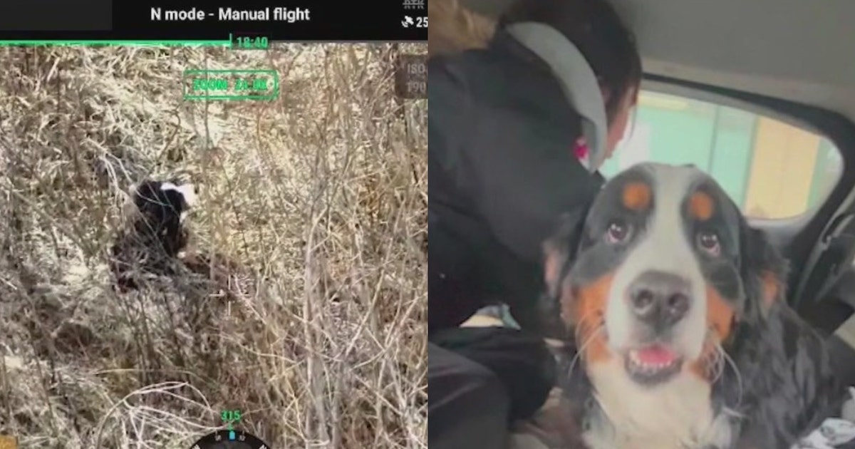 Thermal drone helps reunite injured dog with grateful owners in ...