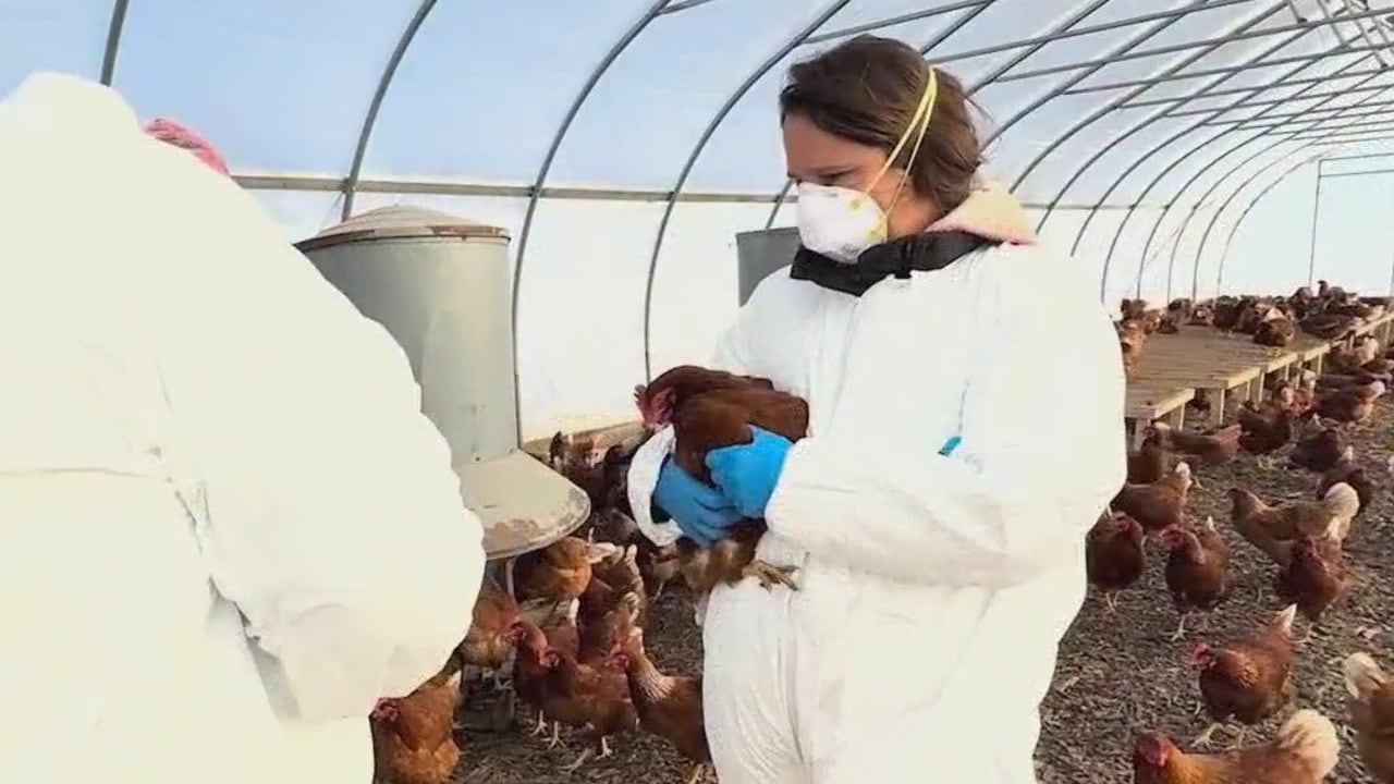 Bird flu wipes out 3,000 chickens on Cook County farm: 'pretty devastating'