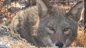 Coyote caught in Chicago Aldi to be released from rehab center