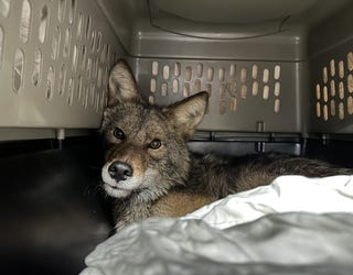 Chicago Animal Care rescues coyote from Humboldt Park Aldi store