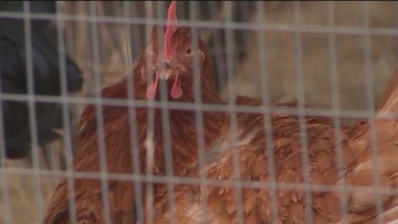Illinois doctor warns pet owners about bird flu risks