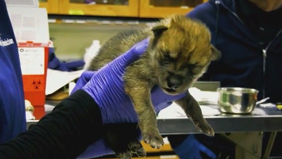 Endangered Mexican wolf pups born at Brookfield Zoo Chicago begin journey back to the wild