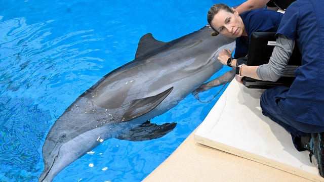 Bottlenose dolphin at Brookfield Zoo Chicago expected to give birth in May