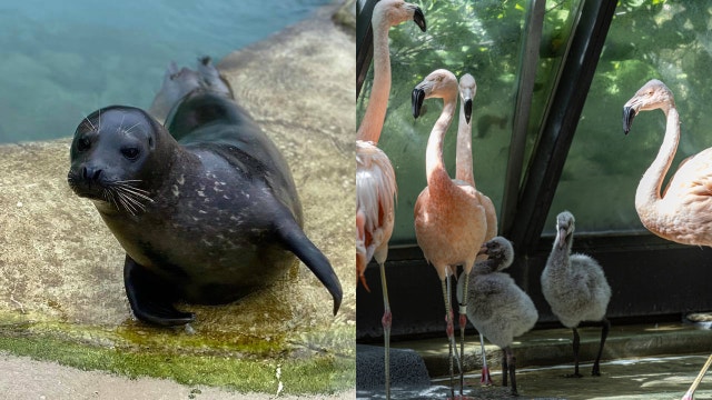 Months-old flamingo, harbor seal die from bird flu at Lincoln Park Zoo