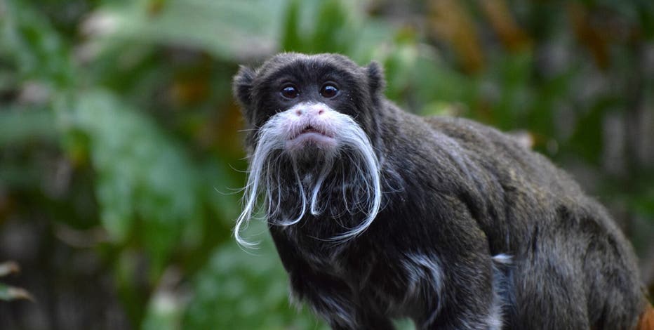 Chicago's Lincoln Park Zoo welcomes 2 emperor tamarins | FOX 32