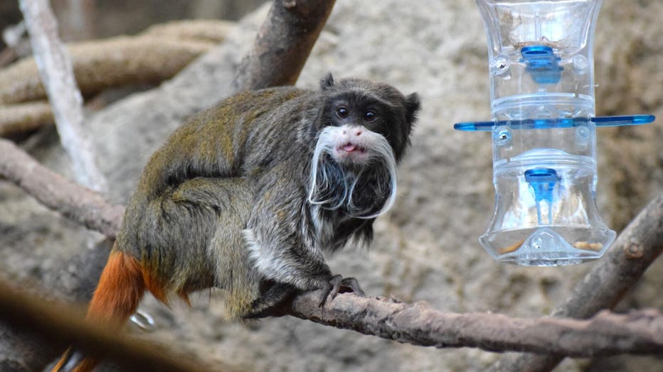 Chicago's Lincoln Park Zoo welcomes 2 emperor tamarins | FOX 32