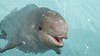 Beluga calf at Shedd Aquarium officially has a name