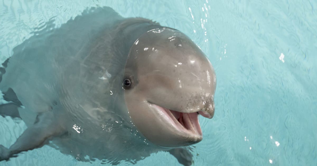 It's a boy! Baby beluga making a splash at Shedd Aquarium | FOX 32 Chicago