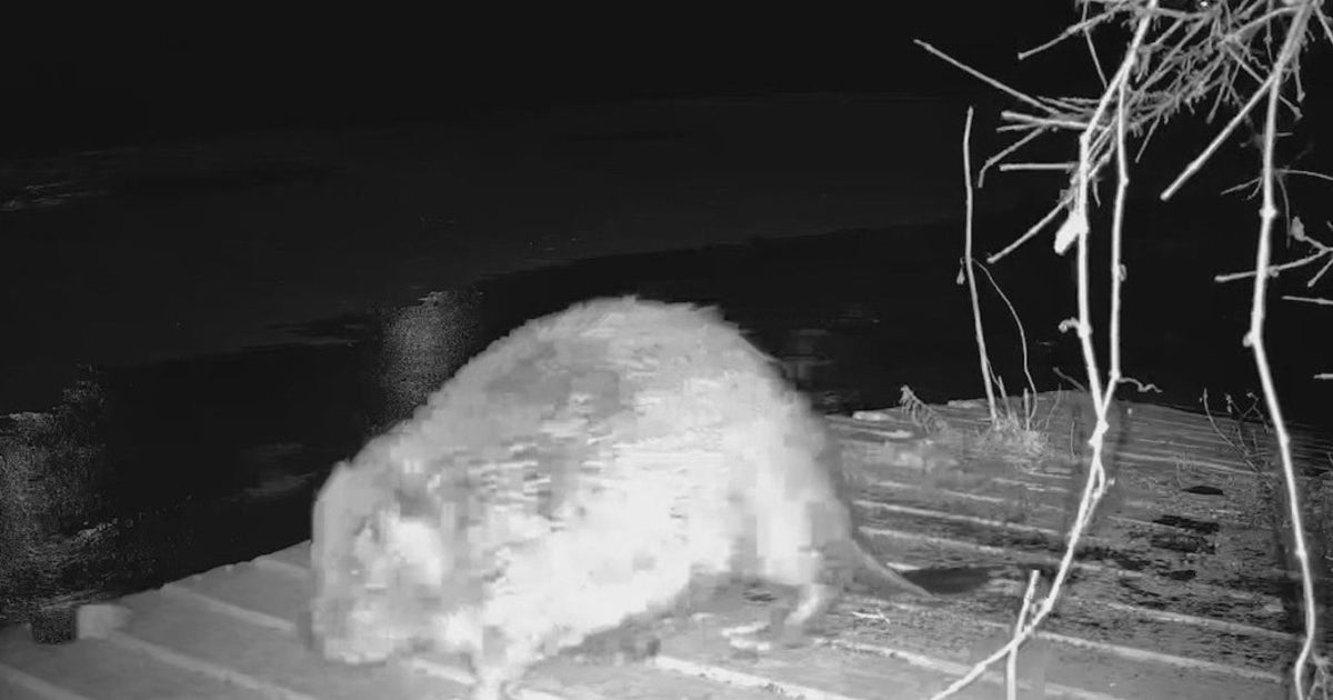 Massive beaver found on Chicago's South Side needs a name: 'Remarkably ...