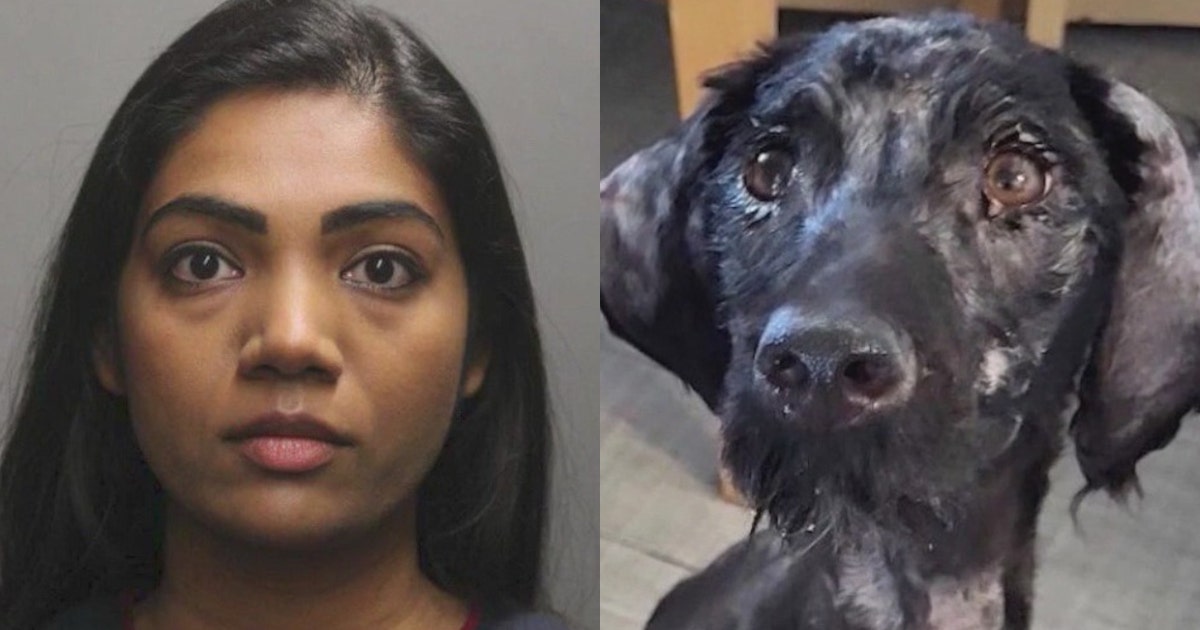 Chicago pediatrician facing animal abuse charges after emaciated dog ...