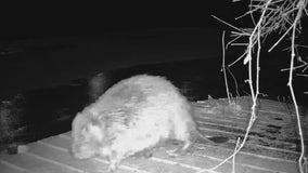 Massive beaver found on Chicago's South Side needs a name: 'Remarkably rotund'