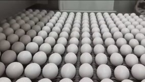 More than 2.5 million egg-laying birds under quarantine in Indiana