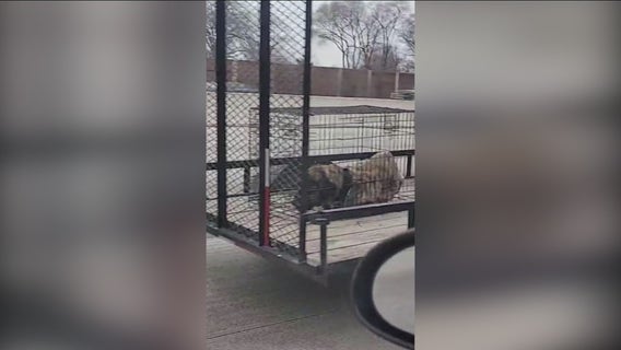 Disturbing video out of Indiana shows dog in cage on speeding trailer during freezing conditions