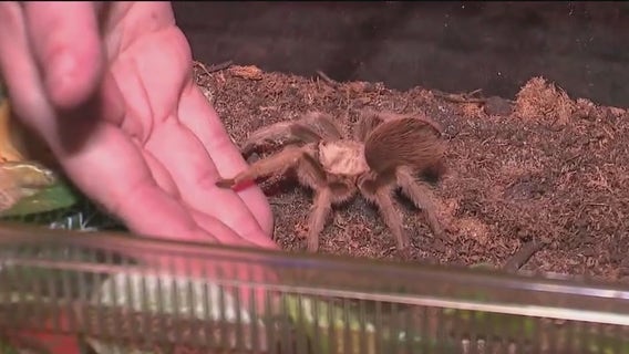 Arachnids exhibit at Chicago museum aims to shift perception of spiders, other creatures
