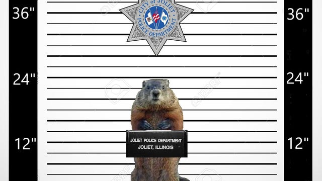 Joliet police 'detain' Punxsutawney Phil after winter prediction