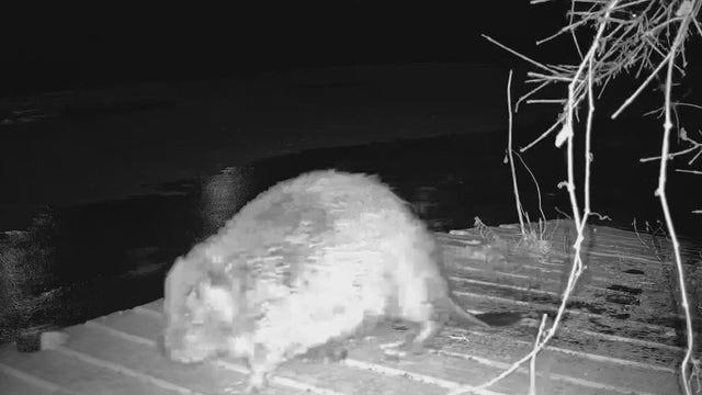 Massive beaver found on Chicago's South Side needs a name: 'Remarkably rotund'