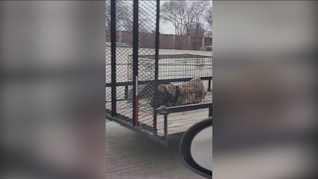 Disturbing video out of Indiana shows dog in cage on speeding trailer during freezing conditions