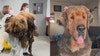 From matting to marvel: Rescued Tibetan Mastiff in Chicago finds new life and home