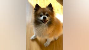 Berwyn man's stolen car recovered, beloved dog found dead inside