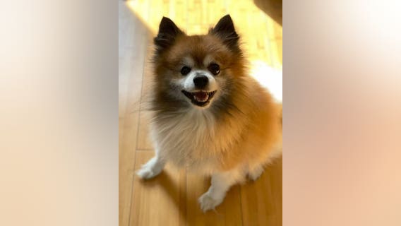 Berwyn man's stolen car recovered, beloved dog found dead inside