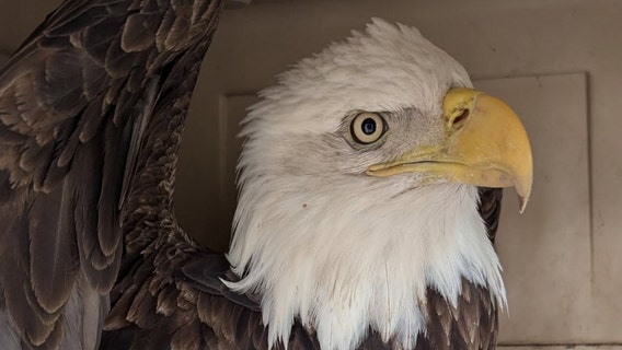 Bald eagle found in NW Indiana dies, cause of death revealed