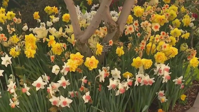 Spring flower shows in Chicago bring color and learning opportunities