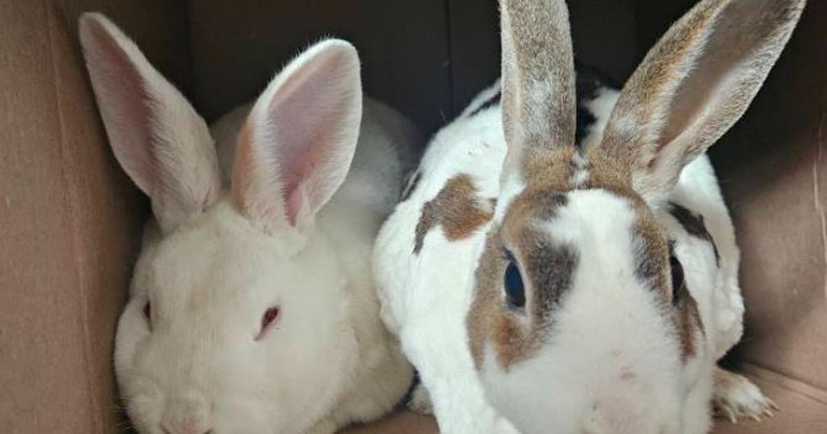 16 rabbits rescued, 1 dead after being dumped in Bridgeport park ...