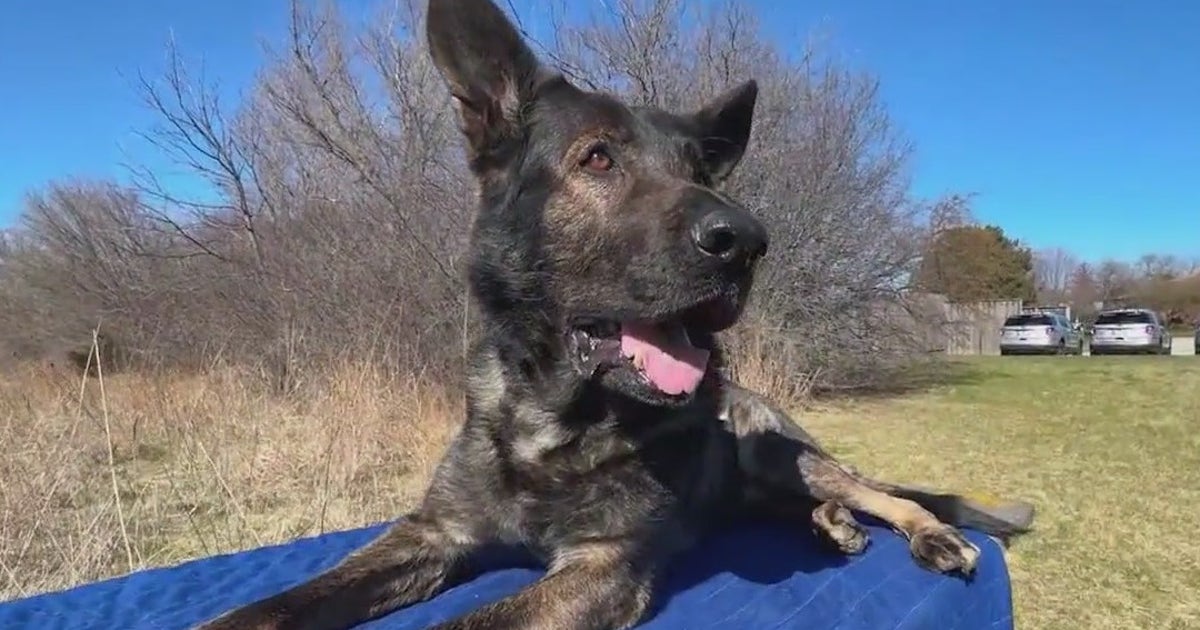 Lake County K-9 Dax to be honored at national memorial in Washington, D.C.