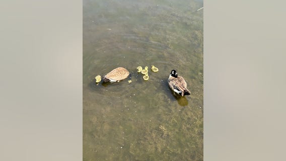 Firefighters rescue stranded family of geese on Lisle roof, spotted by drone