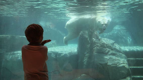 Chicago's Brookfield Zoo offers free admission to SNAP recipients