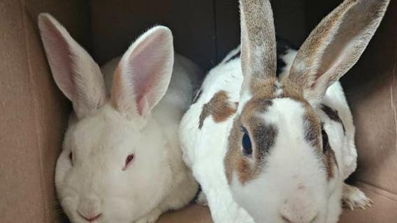 16 rabbits rescued, 1 dead after being dumped in Bridgeport park, officials say