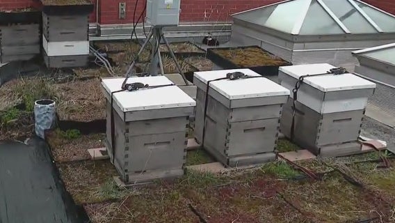 Rooftop bees at The Blackstone Hotel sweeten guest experience