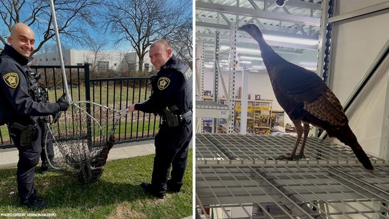 Wild turkey takes a trot through suburban Menards: 'Talk about a first!'