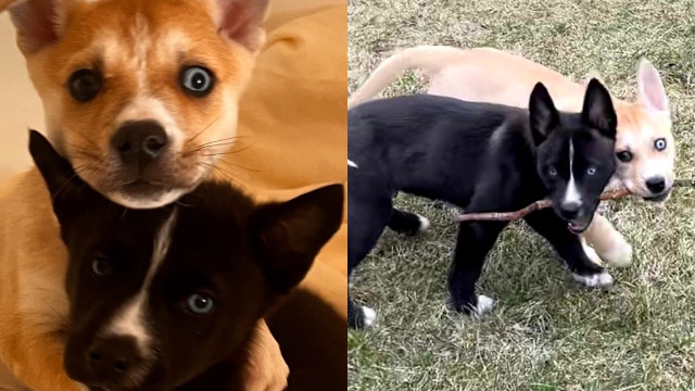 2 puppies rescued by Illinois nonprofit minutes before being euthanized on Valentine's Day need forever home