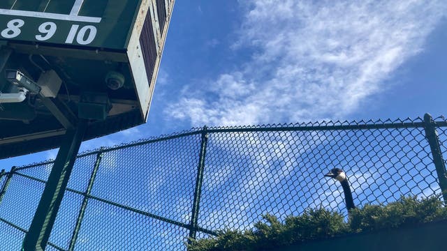 From bleachers to bobblehead: Wrigley Field Goose lives on