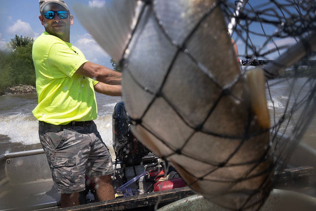Trump admin moves Great Lakes Asian carp project from Illinois, Pritzker claims a ‘political stunt’