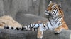 Malena the Amur tiger dies after sudden illness at Brookfield Zoo Chicago
