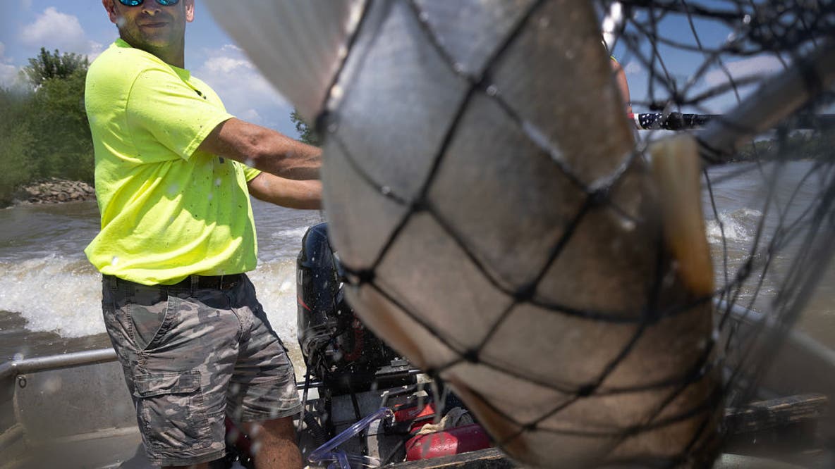 Trump admin moves Great Lakes Asian carp project from Illinois, Pritzker claims a ‘political stunt’