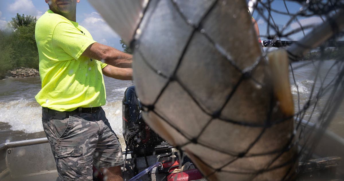 Trump admin continues fight with Illinois over Asian carp project