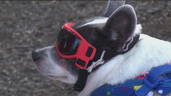 Hundreds gather for the 79th Annual La Grange Pet Parade
