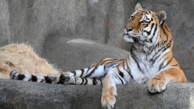 Malena the Amur tiger dies after sudden illness at Brookfield Zoo Chicago
