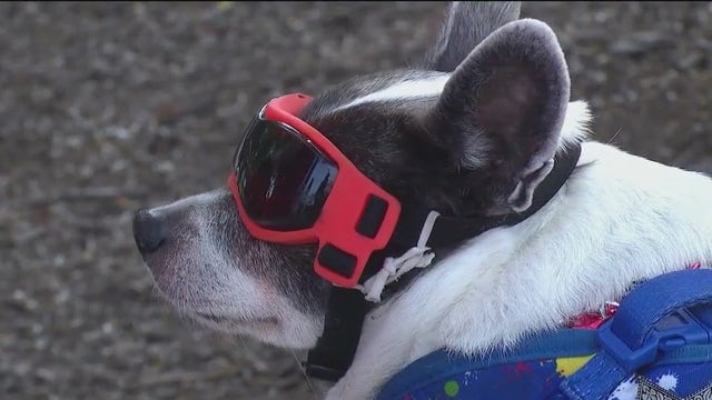 Hundreds gather for the 79th Annual La Grange Pet Parade