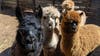 Lincoln Park Zoo welcomes new herd of alpacas: PHOTOS