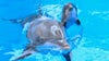 Brookfield Zoo Chicago's newborn dolphin dies suddenly just days after birth