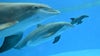Bottlenose dolphin calf born at Brookfield Zoo for first time in over a decade