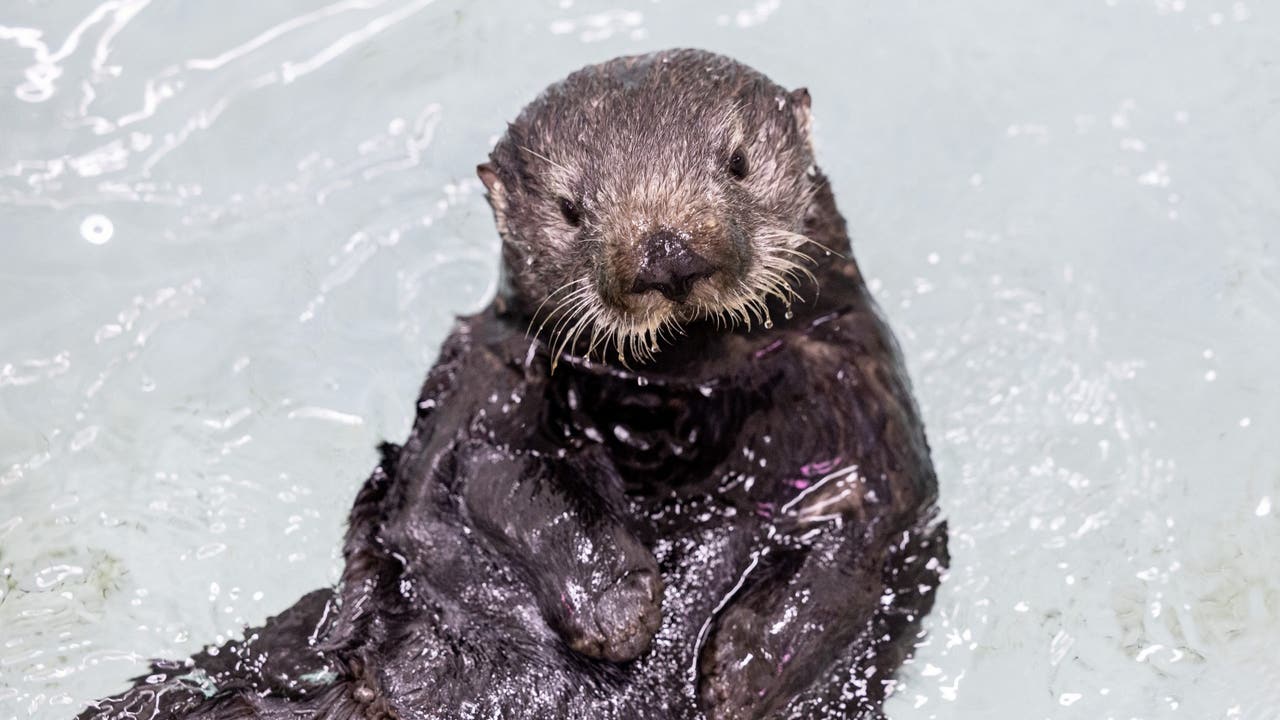 Shedd Aquarium's newest rescued sea otter gets a name | FOX 32 Chicago