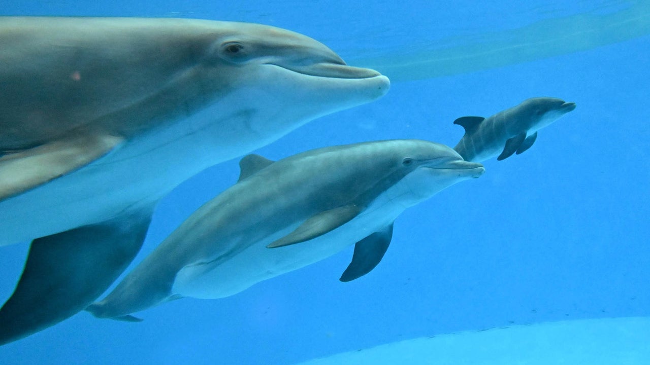 Bottlenose dolphin calf born at Brookfield Zoo for first time in