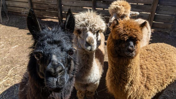 Lincoln Park Zoo welcomes new herd of alpacas: PHOTOS