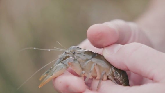 Brookfield Zoo helping endangered dragonfly species with crayfish burrows